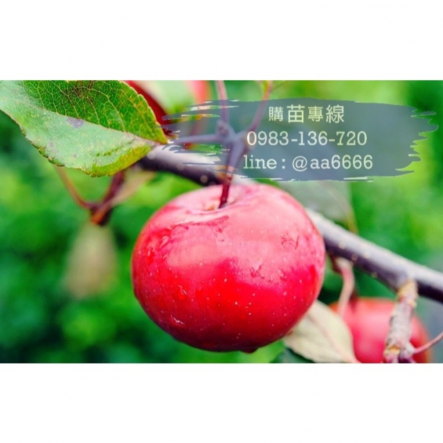 迷你可愛香甜多汁【瓔桃蘋果】苗