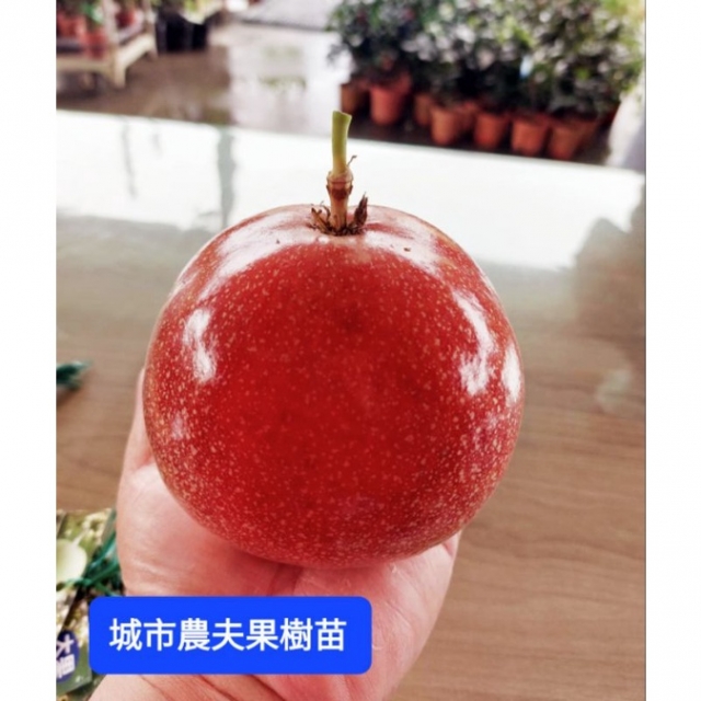 （巨無霸）紅蘋果百香