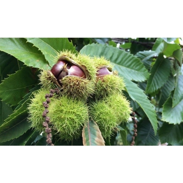 蝦皮優選大果黃金栗子-嫁接苗，黃金板栗，一般栗子，甘甜栗子
