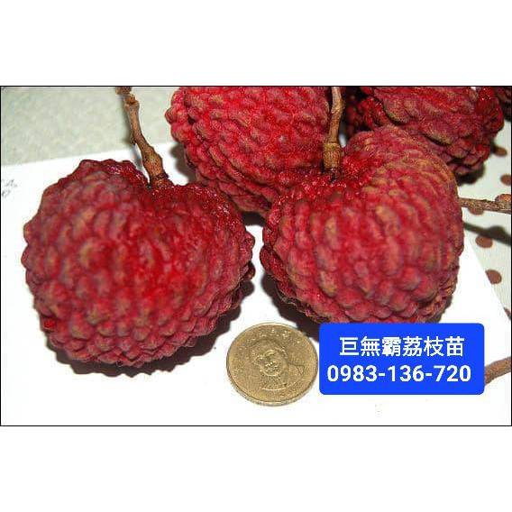 【巨無霸荔枝】苗，玉荷包，大丁香，鵝蛋荔枝，海南王，霸王荔枝，優質種苗專賣